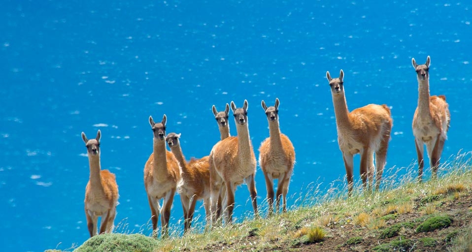 A herd of guanacos (Lama guanicoe) in southern Patagonia, Torres del Paine National Park, Chile (© Steve Ogle/Corbis) &copy; (Bing United Kingdom)