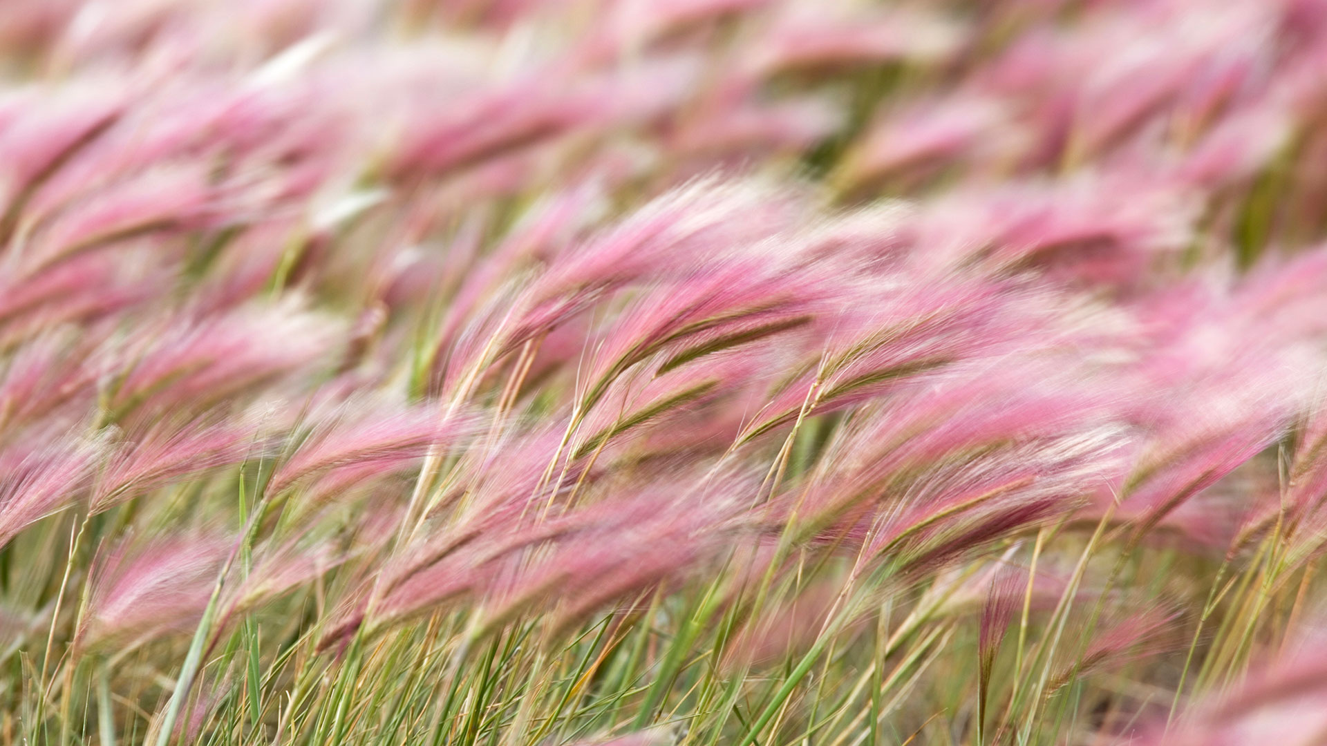 Squirreltail Barley (Hordeum jubatum) field in Kluane National Park, Yukon (© Helge Schulz/Minden Pictures)(Bing Canada)