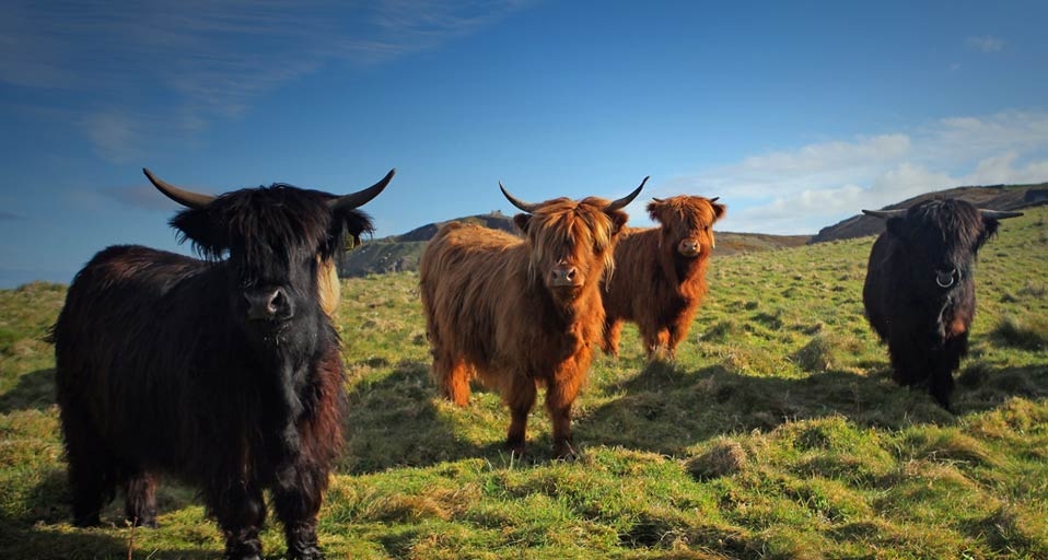 Cows graze in a field near Cape Cornwall near St Just in Cornwall, England -- Matt Cardy/Getty Images &copy; (Bing United Kingdom)