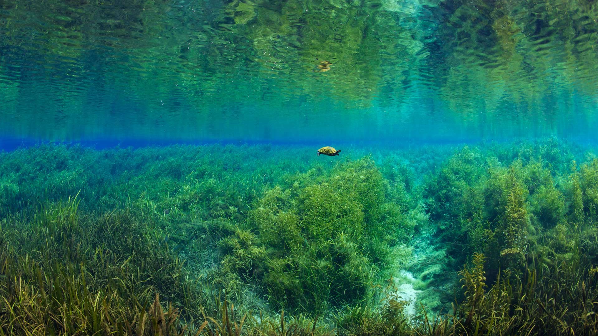 Florida red-bellied turtle in Rainbow Springs, Rainbow Springs State Park, Florida (© Michel Roggo/Minden Pictures)(Bing United States)