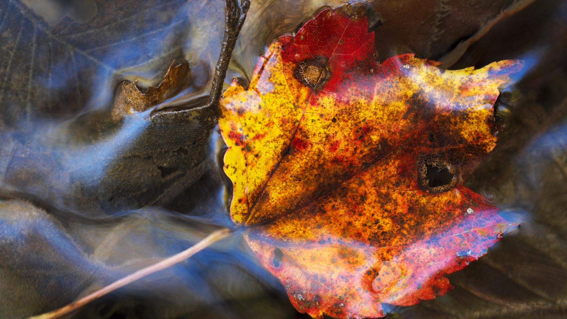 Maple leaf under water; Grenville-sur-la-Rouge, Quebec (© Steeve Marcoux/Plainpicture/Design Pics)(Bing Canada)