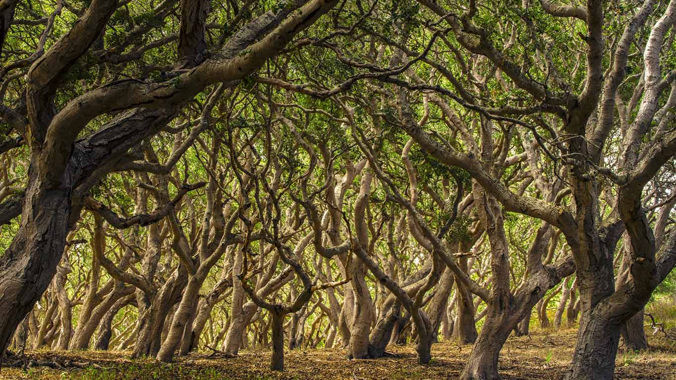 Oak trees in Palo Corona Regional Park, Carmel Valley, California, USA (© Doug Steakley/Getty Images)(Bing United Kingdom)
