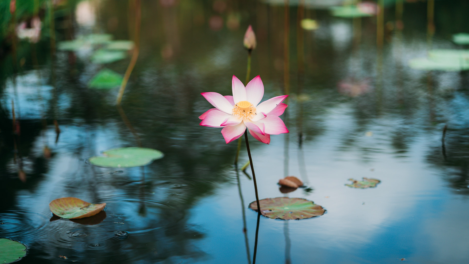 ｢蓮の花｣ベトナム (© Tuan Nguyen Minh/500px/Getty Images)(Bing Japan)