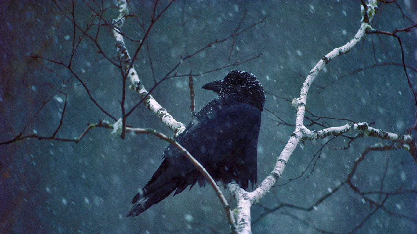 A common raven (© Jim Brandenburg/Minden Pictures)(Bing Canada)