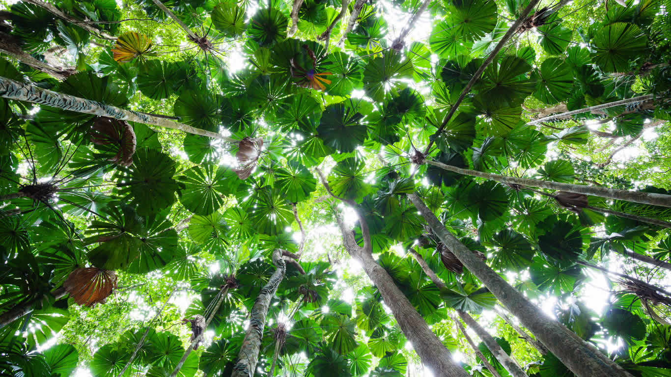 Palm canopy in the Daintree National Park, Queensland, Australia (© Konrad Wothe/Minden Pictures)(Bing Australia)
