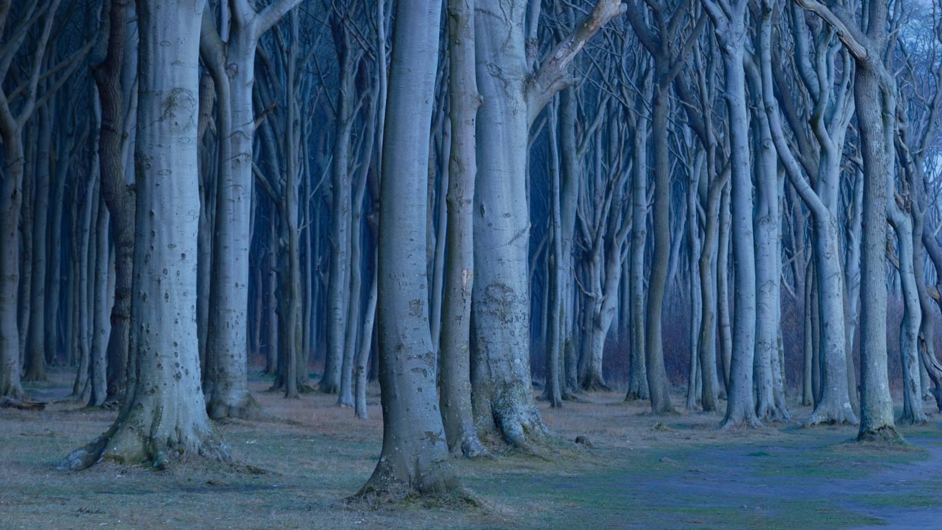 Coastal beech forest, Nienhagen, Germany (© Sandra Bartocha/Minden Pictures)(Bing United Kingdom)