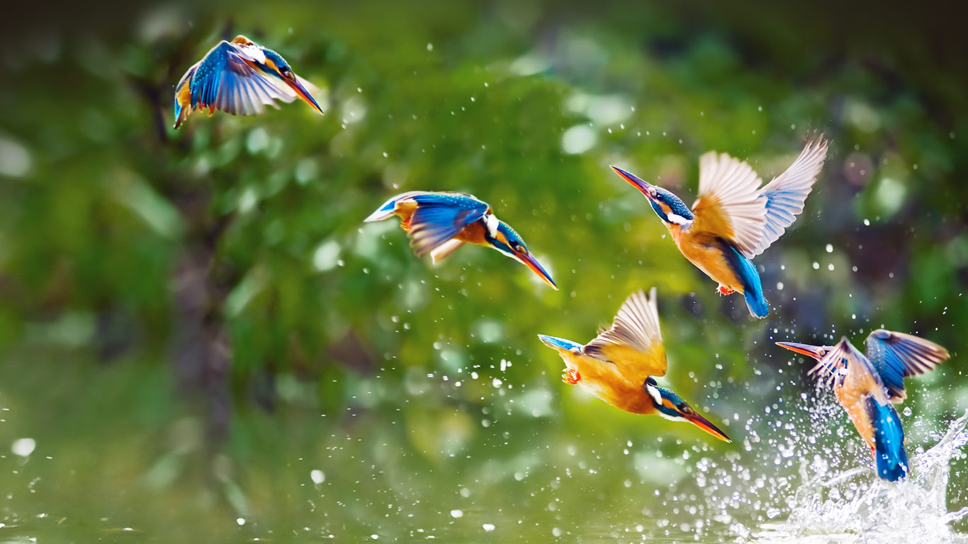 Kingfishers, Taipei, Taiwan (© htu/Flickr Select/Getty Images)(Bing United Kingdom)