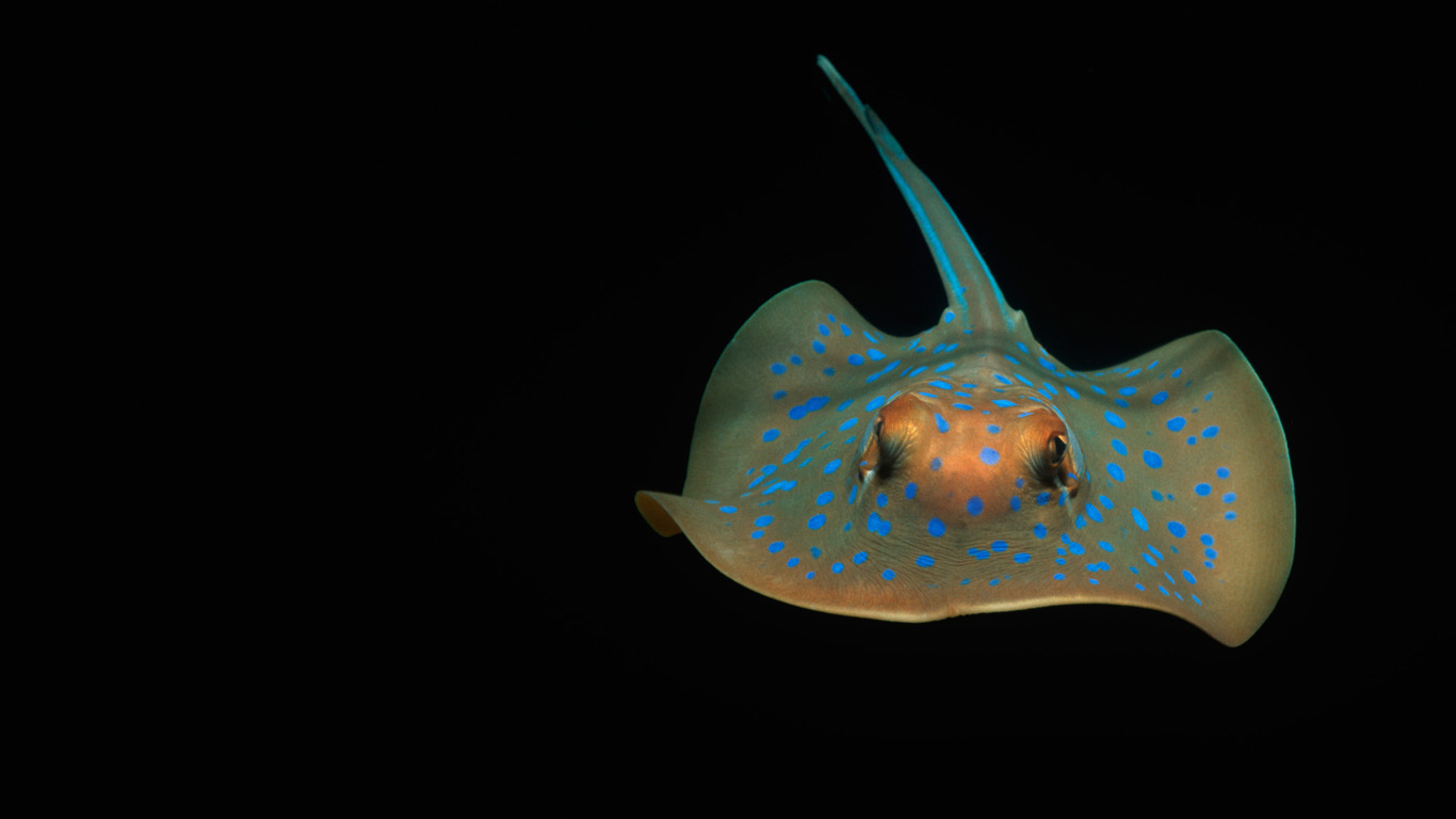 Bluespotted ribbontail ray (Taeniura lymma) in the Indian Ocean (© Jeff Rotman/NPL/Minden Pictures)(Bing Australia)