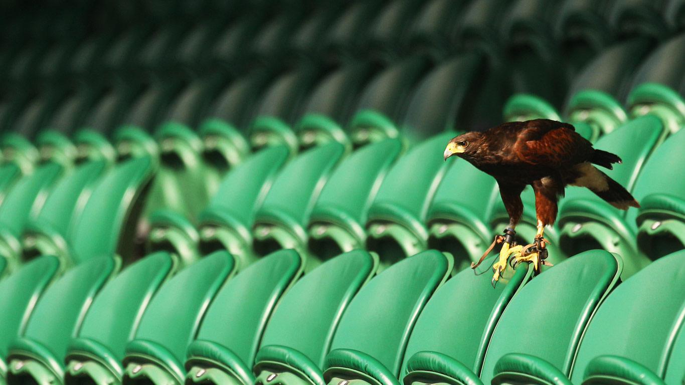 Rufus the Hawk keeps pigeons away on Centre Court at Wimbledon (© Oli Scarff/Getty Images)(Bing United Kingdom)