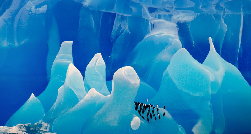 Chinstrap Penguins on an iceberg in Antarctica -- Frans Lanting/Corbis &copy; (Bing United Kingdom)