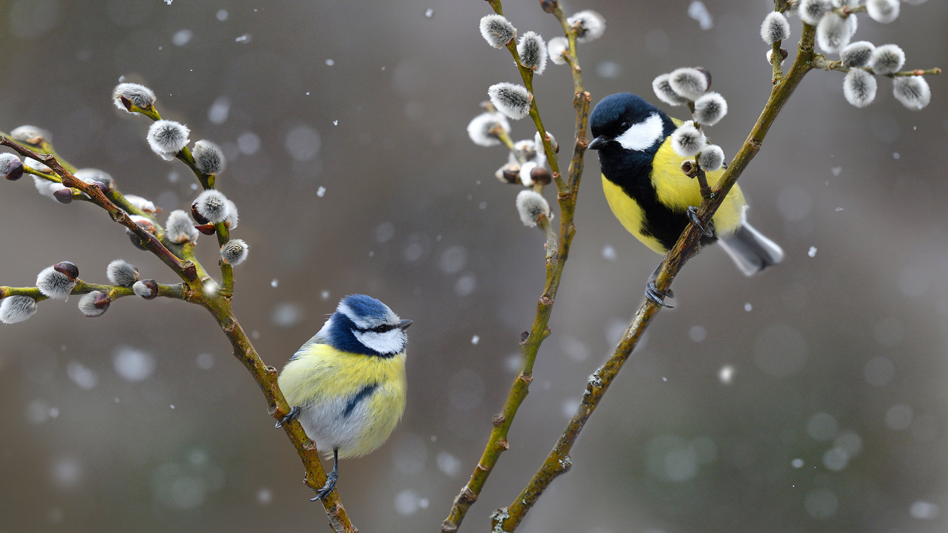 Mésange bleue et mésange charbonnière sous la neige dans le parc naturel régional des Vosges du Nord (© Michel Rauch/Minden Pictures)(Bing France)