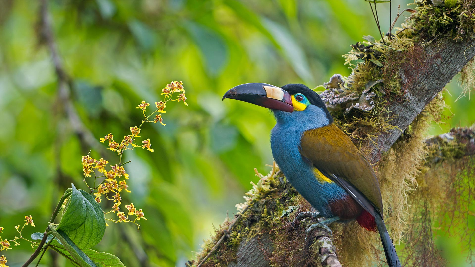 Leistenschnabeltukan im Bellavista-Nebelwaldreservat, Ecuador (© Tui De Roy/Minden Pictures)(Bing Deutschland)