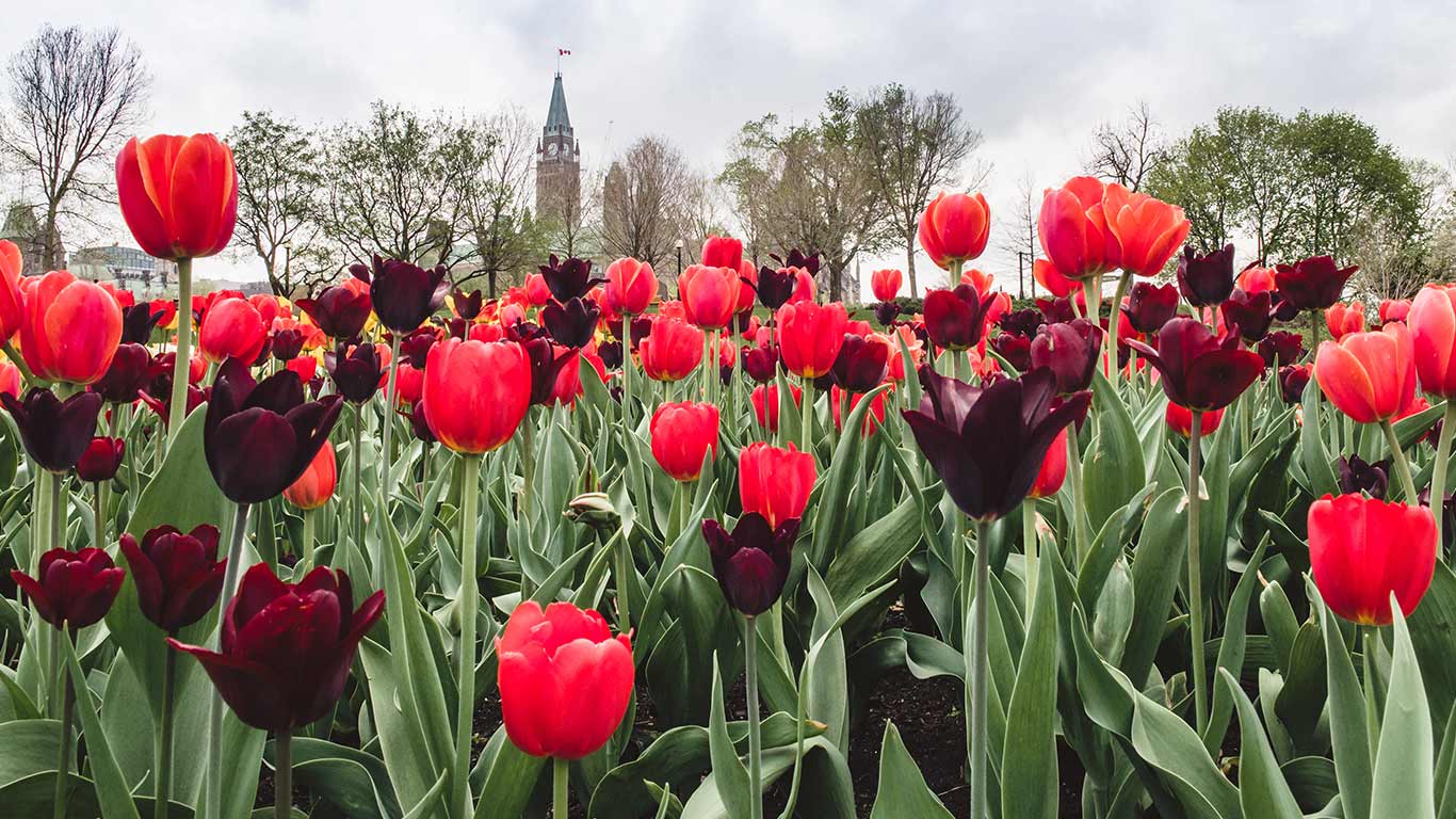 Red and purple tulips in front of the Peace Tower, part of the Parliament buildings in Ottawa. (© Danielle Donders/Getty Images)(Bing Canada)
