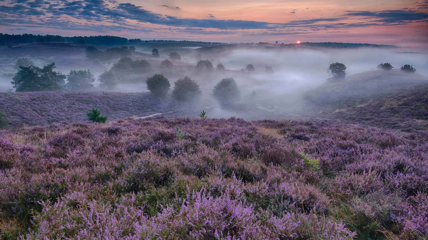 Flowering heather in the Netherlands (© Bendiks Westerink/Minden Pictures)(Bing United Kingdom)