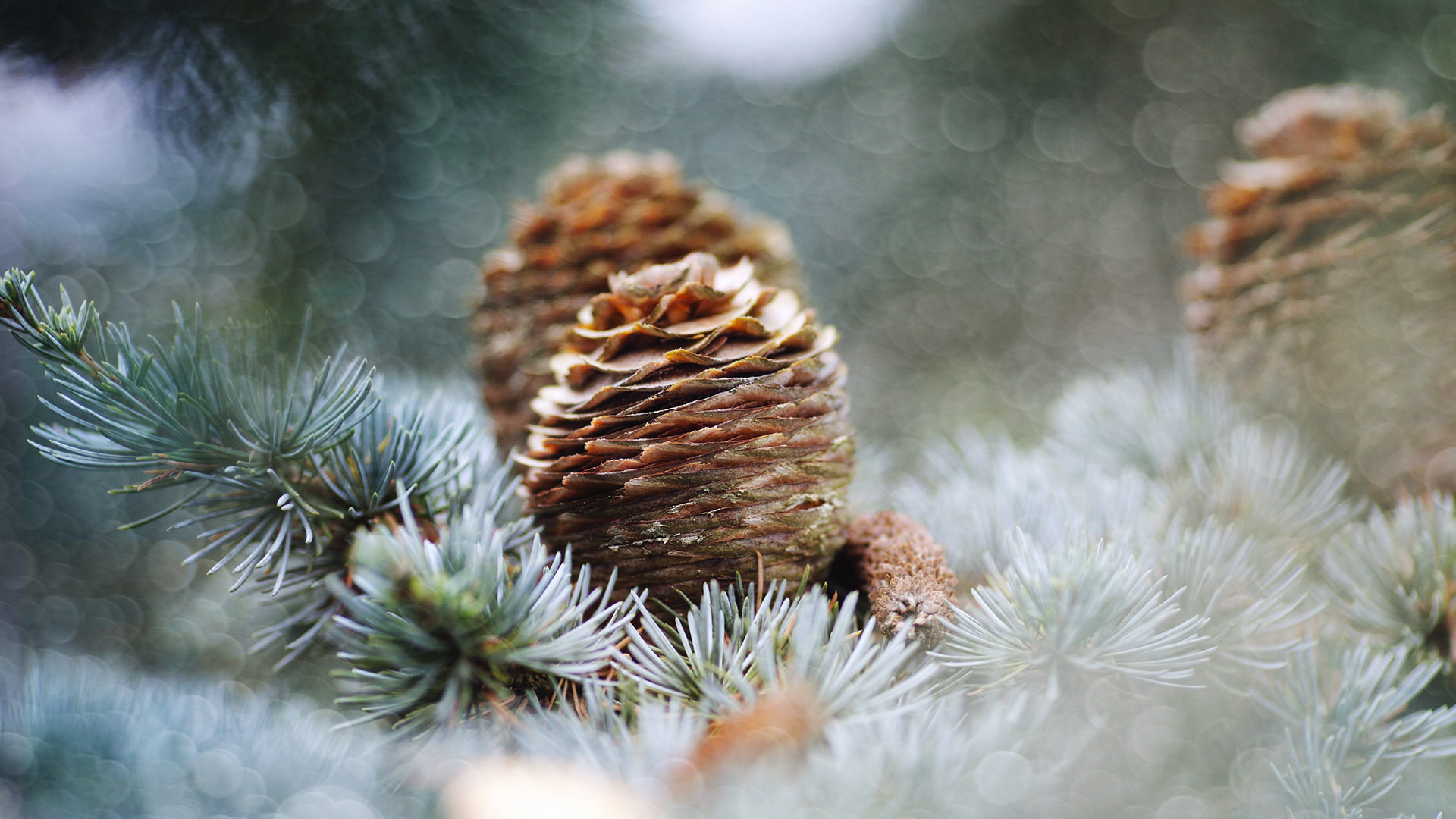 Pine cones, Netherlands (© Marcel ter Bekke/Getty Images)(Bing United States)