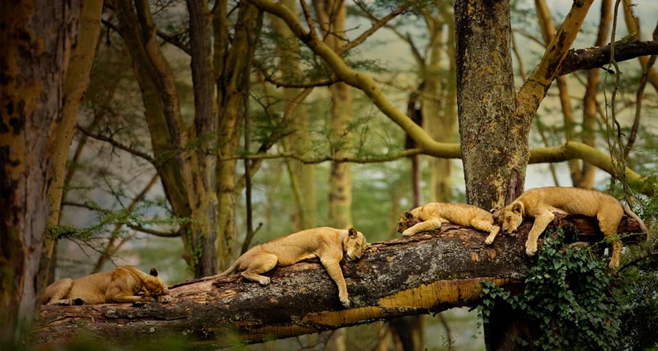 ｢居眠りライオン｣ -- Scott Stulberg/Corbis &copy; (Bing Japan)