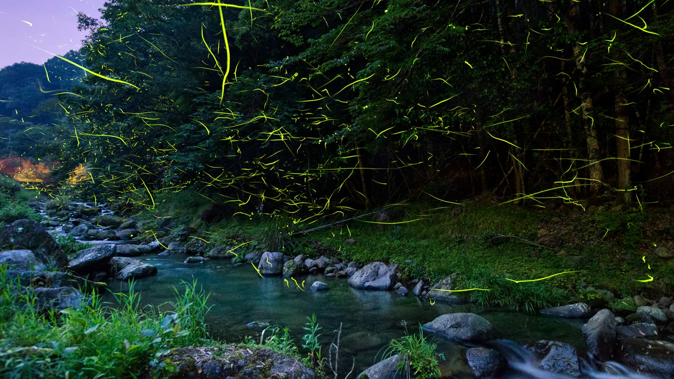 ｢ホタルの乱舞｣静岡, 松崎町 (© Tommy Tsutsui/Gettyimages)(Bing Japan)
