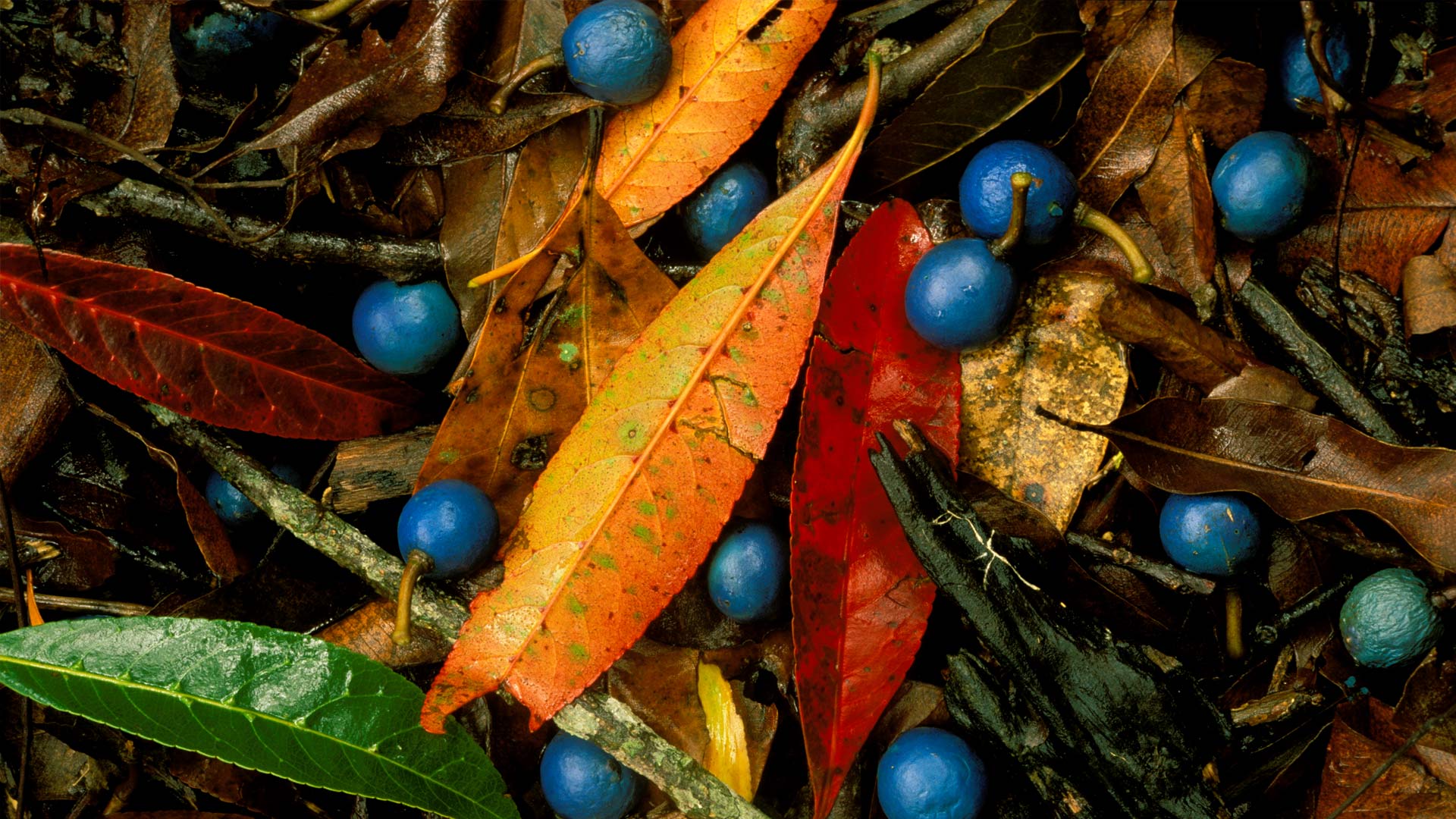 Blue quandongs and colourful leaves on subtropical rainforest floor, Currumbin Creek Valley (© Auscape/UIG via Getty Images)(Bing Australia)