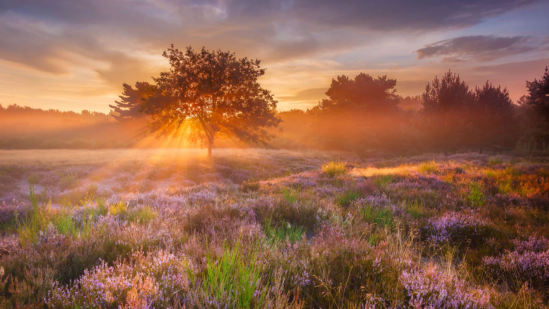 Mehlinger Heide, Mehlingen, Rheinland-Pfalz (© Boris Jordan Photography/Getty Images)(Bing Deutschland)