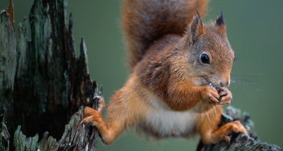 A red squirrel balancing on a tree in Nord-Trondelag County, Norway -- Niall Benvie/Corbis &copy; (Bing Canada)