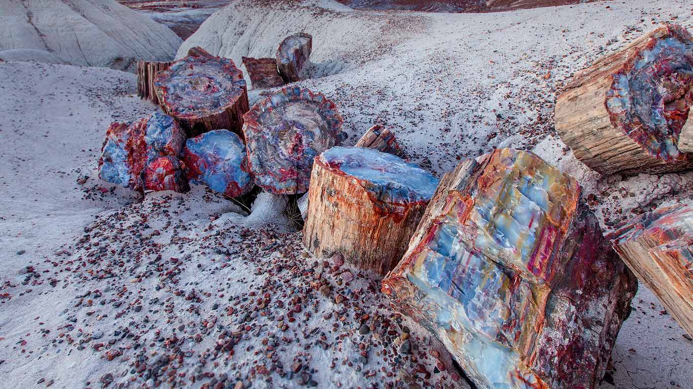 Petrified wood in the Petrified Forest National Park, Arizona, USA (© Ian Shive/Tandem Stills + Motion)(Bing United Kingdom)