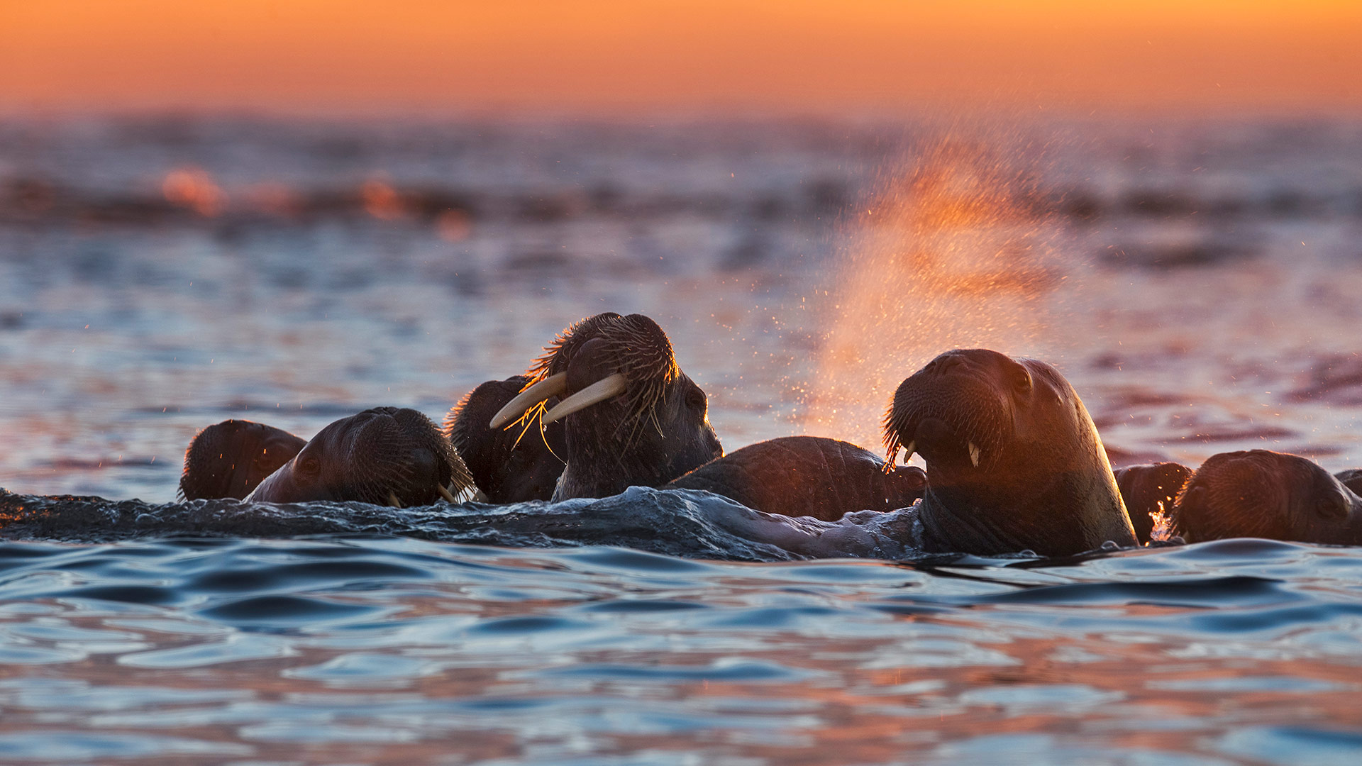 白岛附近的海象，挪威斯瓦尔巴群岛 (© Ole Jorgen Liodden/Minden Pictures)(Bing China)