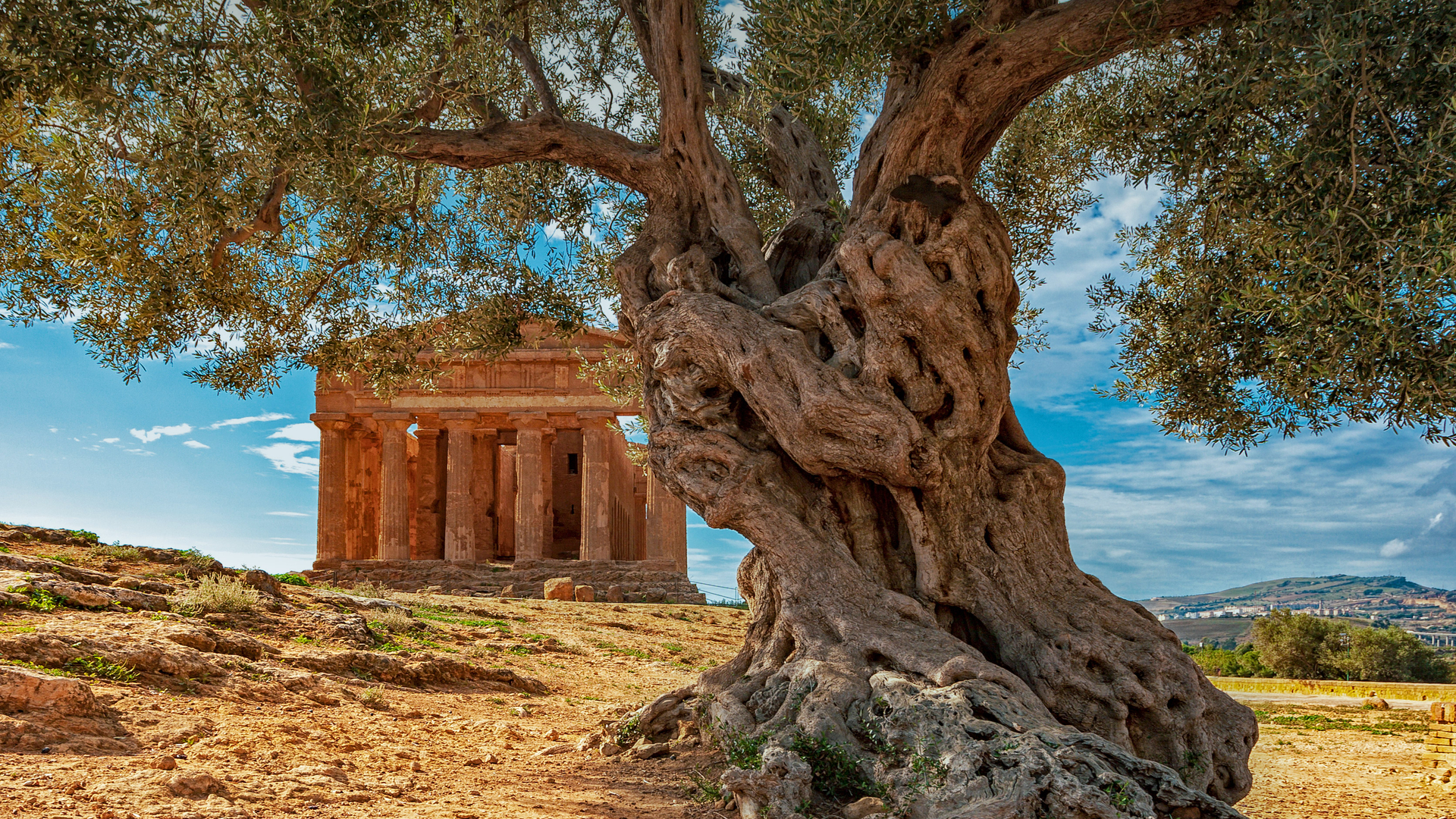 An olive tree in front of the Temple of Concordia on the island of Sicily, Italy (© Alfio Finocchiaro/Shutterstock)(Bing United States)