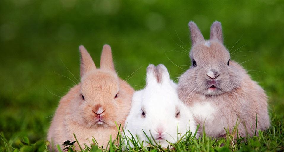 Three rabbits sitting on the grass (© Image Source Ltd./Getty Images) &copy; (Bing United Kingdom)