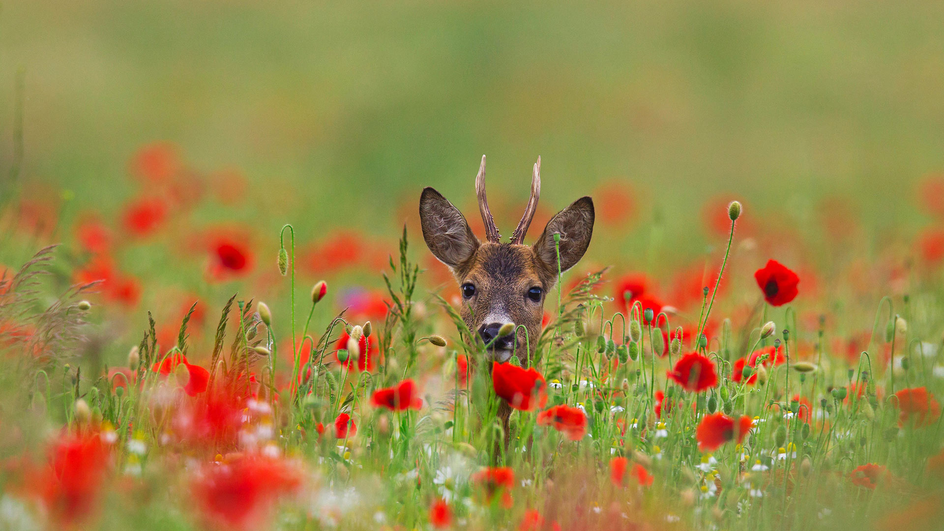 罂粟花丛中的欧洲狍 (© Arterra Picture Library/Alamy)(Bing China)