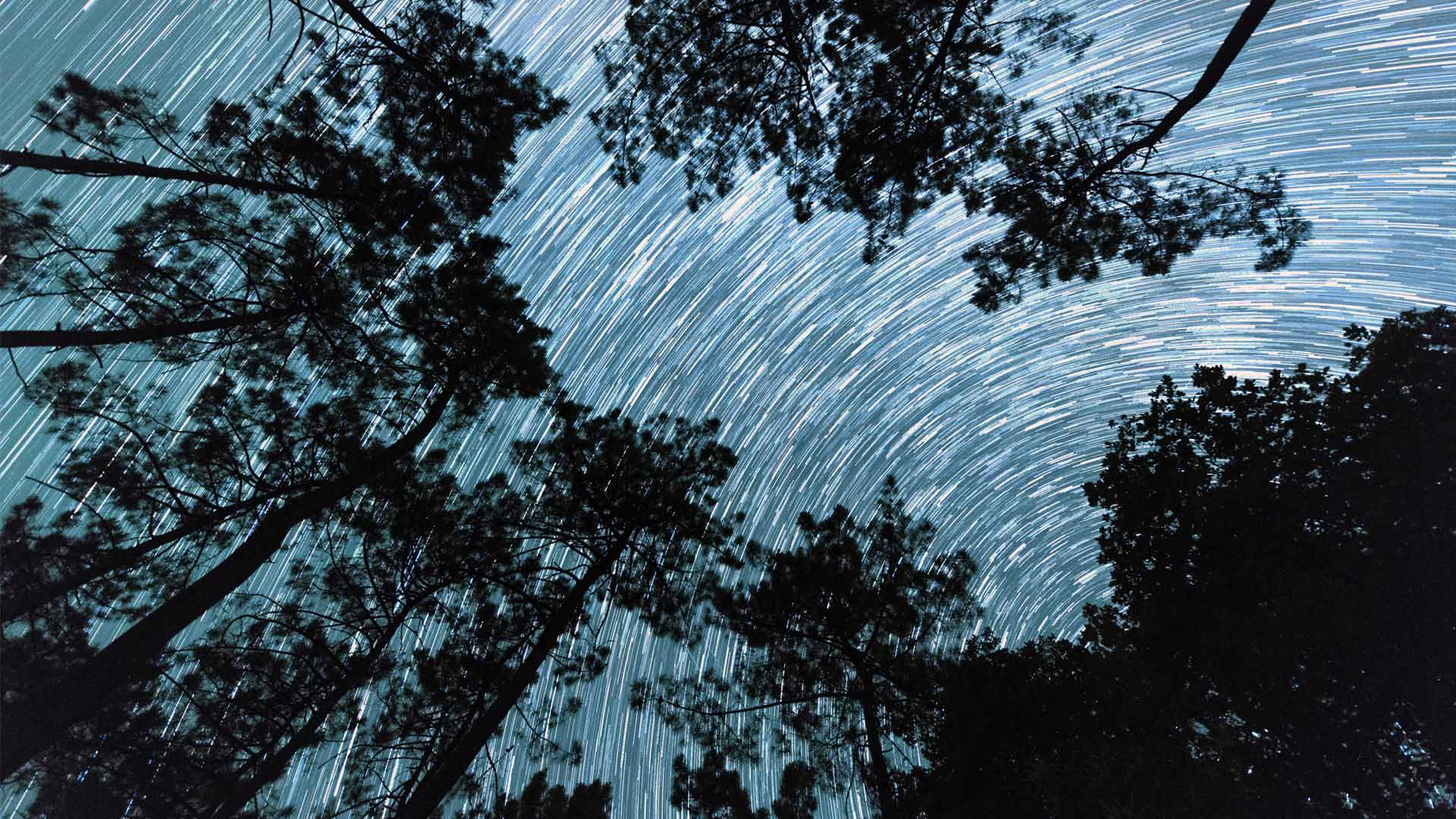 Trainée d’étoiles depuis les racines d’un bosquet de pins en Dordogne (© Eric Nathan/Alamy Stock Photo)(Bing France)