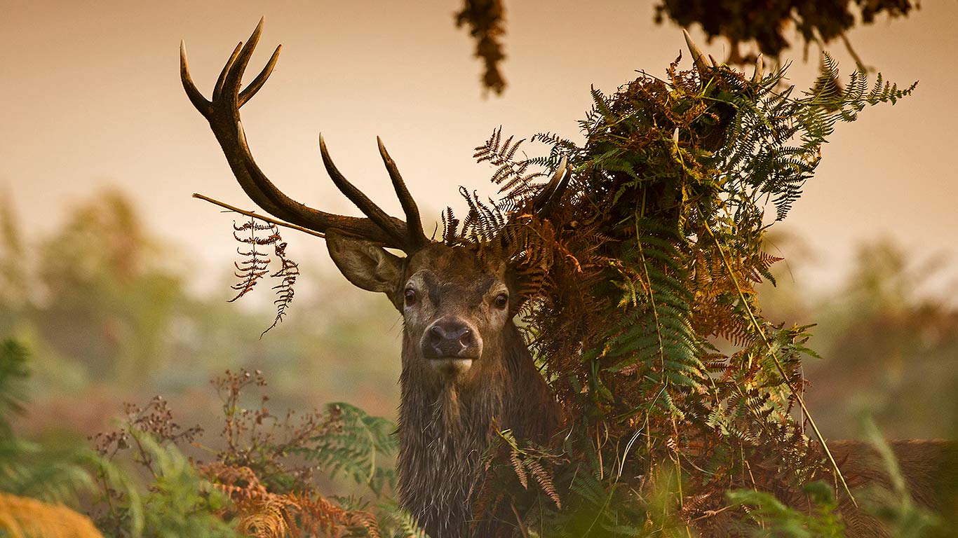 A male red deer in London’s Richmond Park (© Ian Schofield/Offset)(Bing United Kingdom)