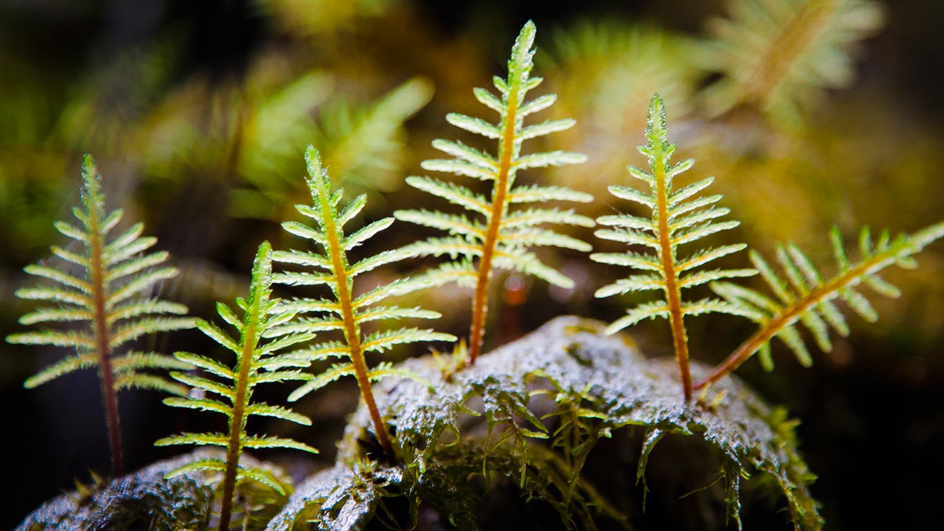 Stair-step Moss (Hylocomium Splendens) illuminated by sunlight in a damp forest (© Christopher Kimmel/Aurora Photos)(Bing Canada)