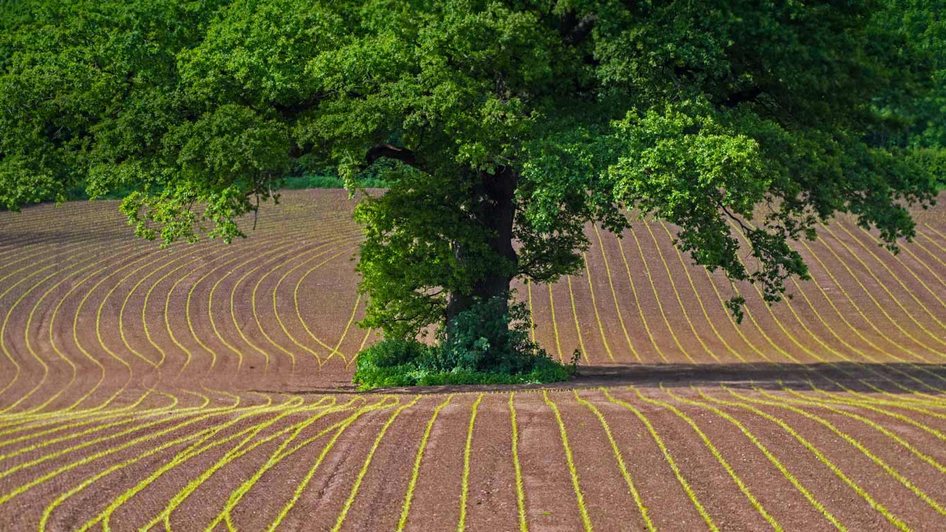 English oak tree in Monmouthshire, Wales (© Phil Savoie/Minden Pictures)(Bing United Kingdom)