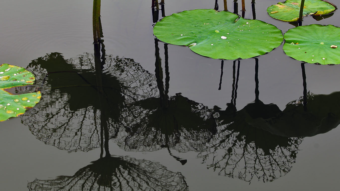 Lotus leaf, Shanghai, China (© Sino Images/Getty Images)(Bing United Kingdom)