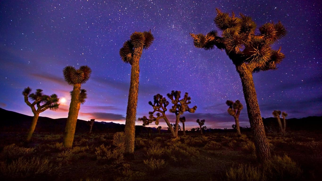 Joshua trees in Death Valley, California (© Marc Adamus/Aurora Photos)(Bing United Kingdom)