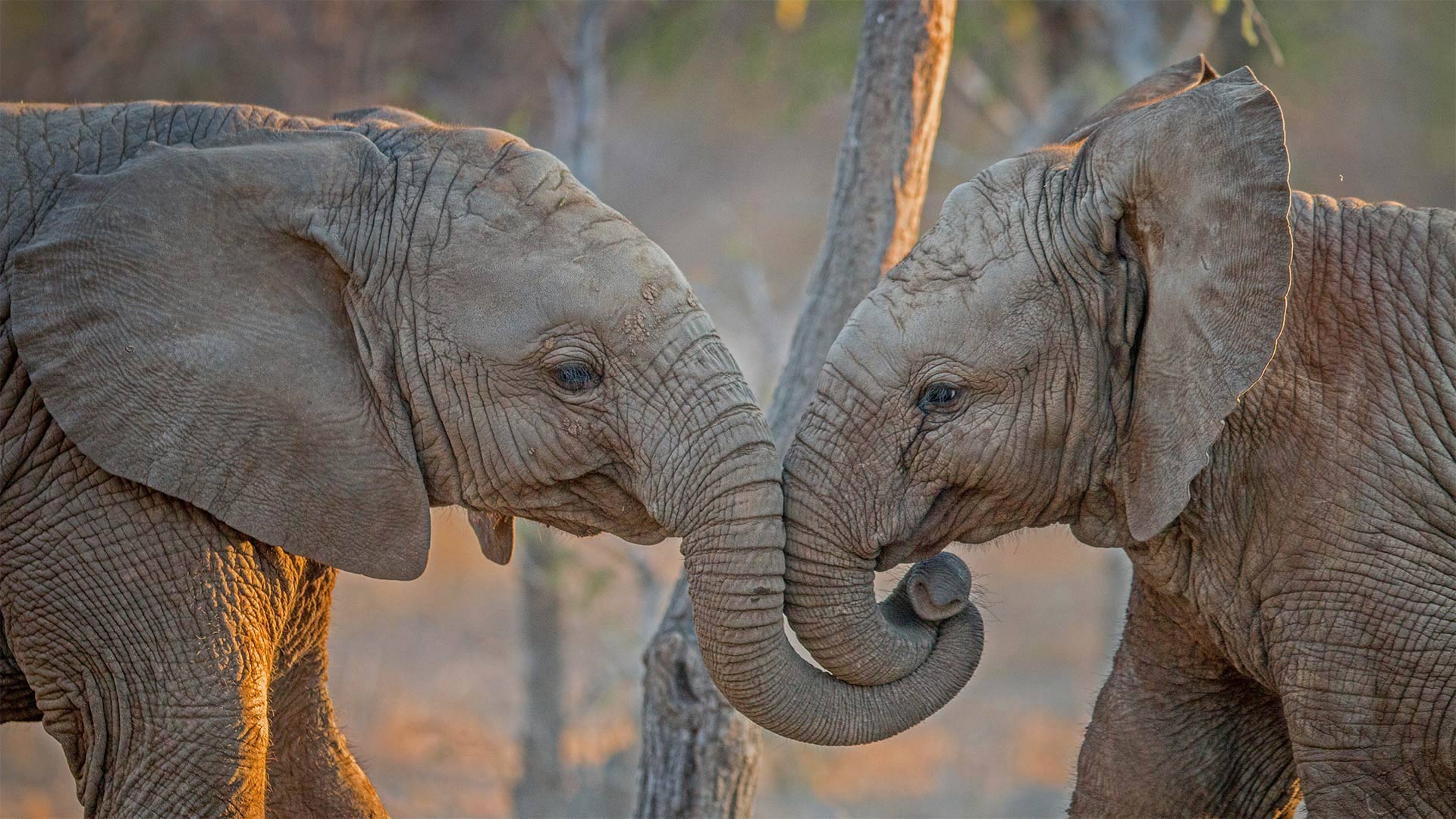 Elephants at Kapama Private Game Reserve in South Africa (© Simon Eeman/Getty Images)(Bing Canada)