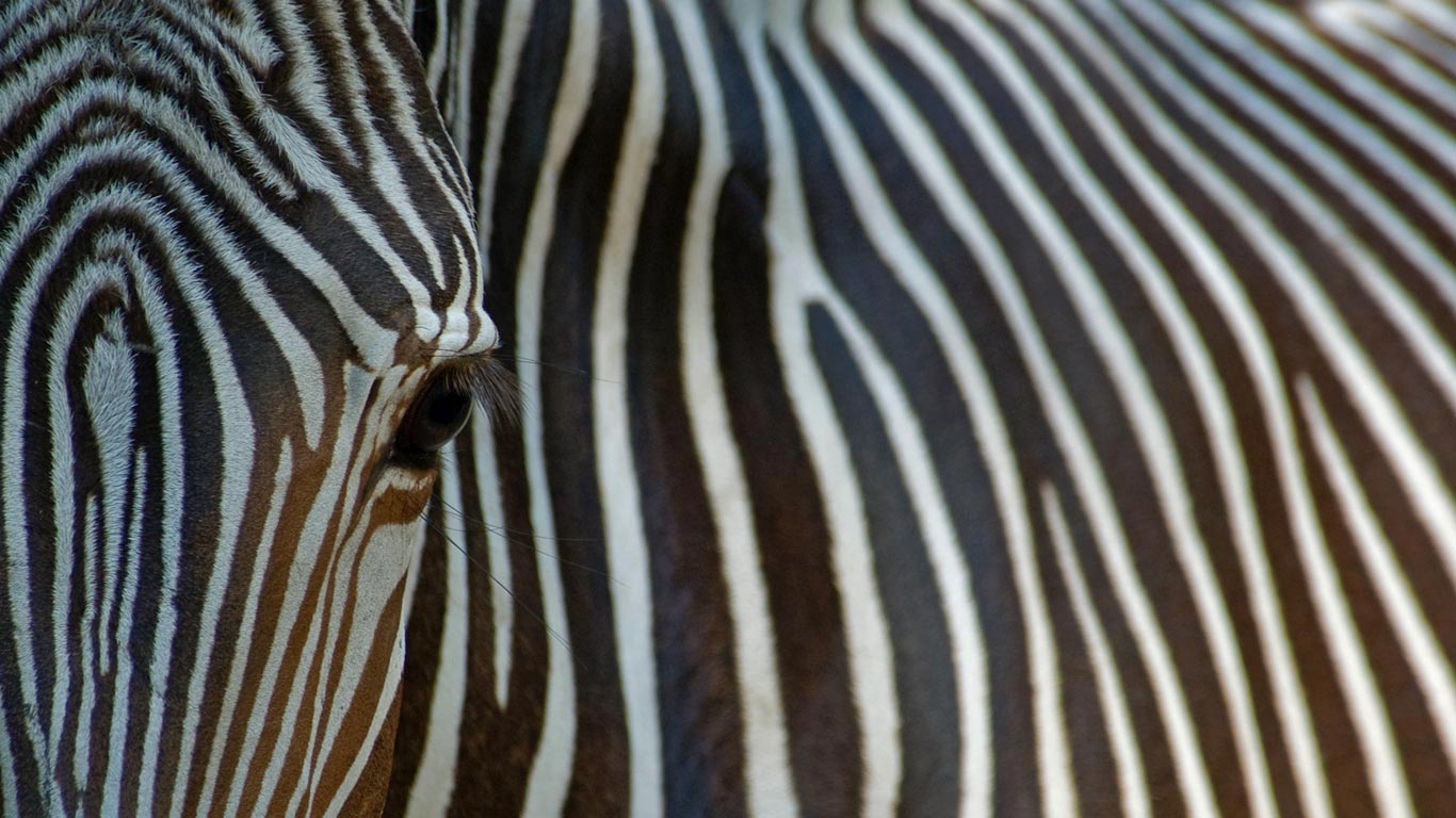 ｢グレビーシマウマ｣ (© Edwin Giesbers/Getty Images)(Bing Japan)