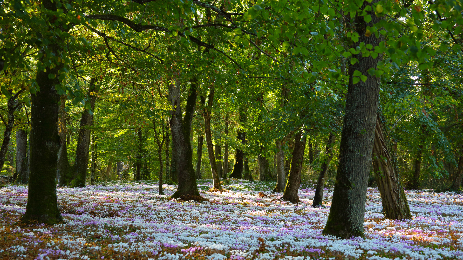 Soleil traversant les arbres d’une forêt tapissée de cyclamens roses et blancs en Bretagne (© Rosemary Calvert/Getty Images)(Bing France)