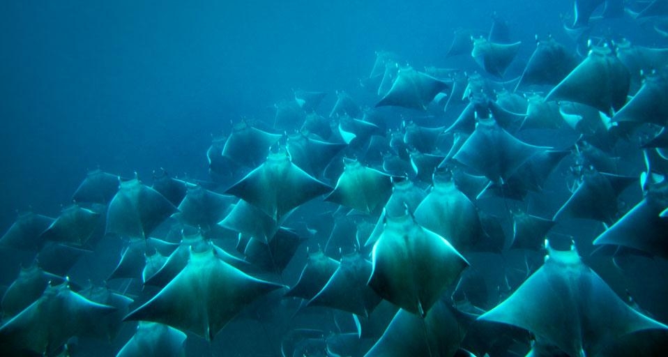 A school of manta rays feeding in plankton-rich water off the coast of Santa Catalina, Panama (© Logan Mock-Bunting/Aurora Photos) &copy; (Bing United Kingdom)