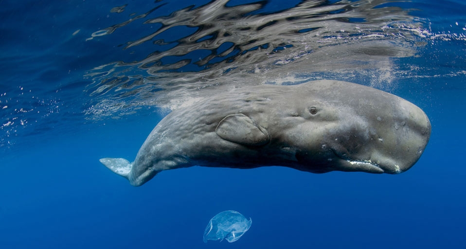 Sperm Whale off the coast of the  Azores, Portugal -- Franco Banfi/Photolibrary &copy; (Bing United Kingdom)
