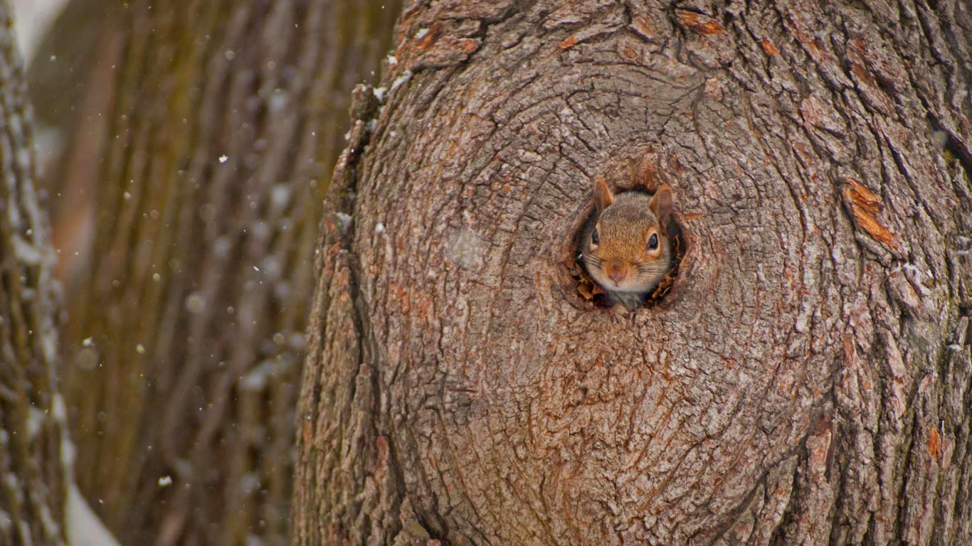 A grey squirrel peeking out of its den (© Darlyne A. Murawski/Getty Images)(Bing United Kingdom)