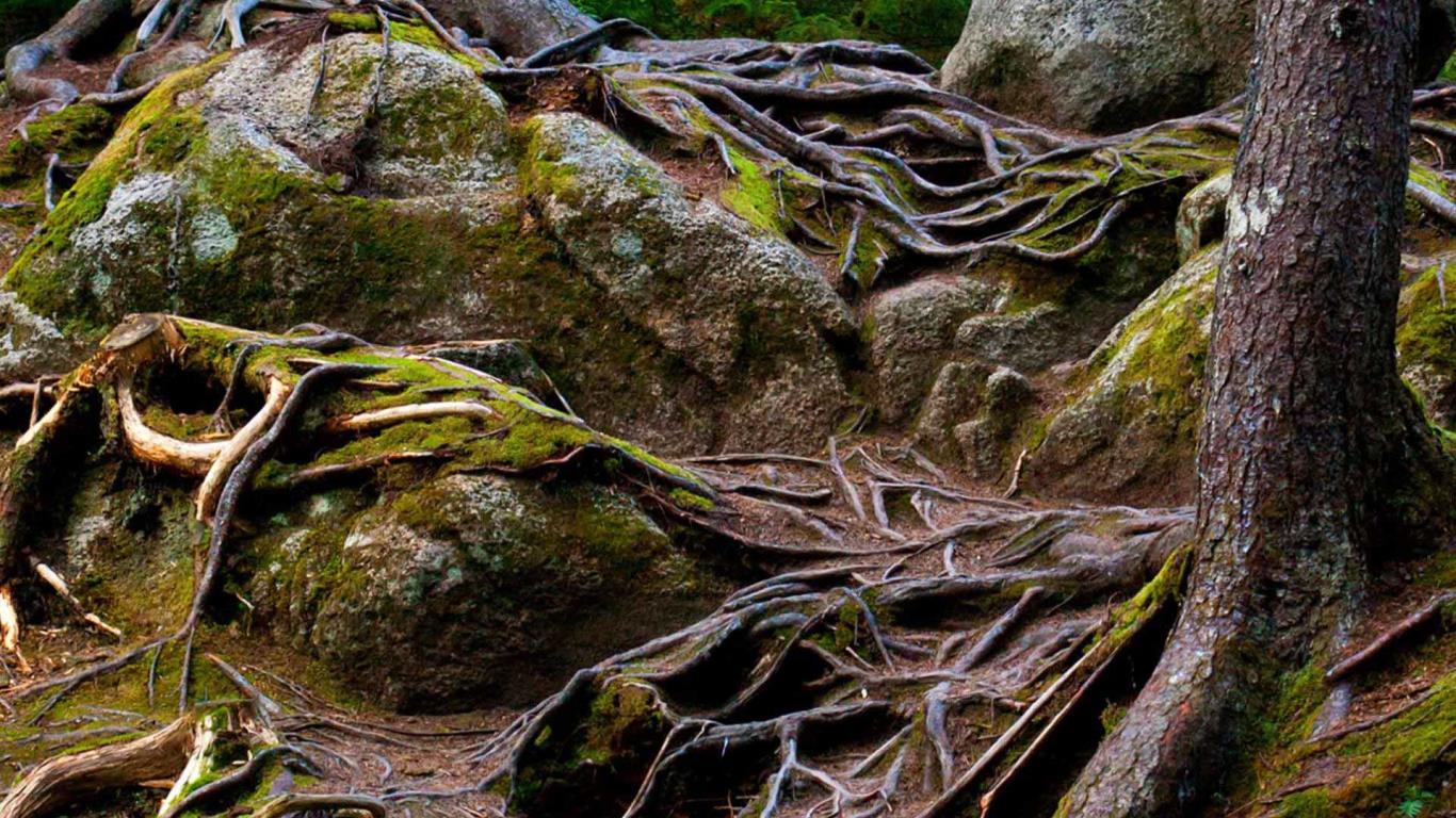 Exposed pine roots cascading down a slope, in Mont-Tremblant National Park, Quebec, Canada (© Rasvan ILIESCU/Alamy)(Bing Canada)