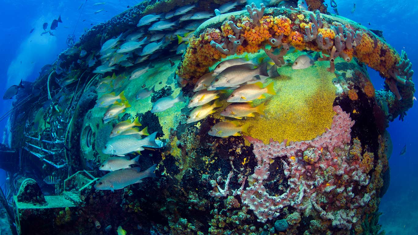 Fish swimming near the Aquarius Reef Base in the Florida Keys National Marine Sanctuary (© Stephen Frink/Corbis)(Bing United States)