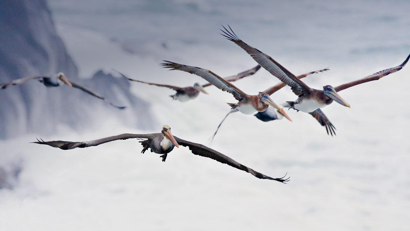 Pelicans in flight, near Bandon, Oregon, USA (© Cindy Kassab/Corbis)(Bing United Kingdom)