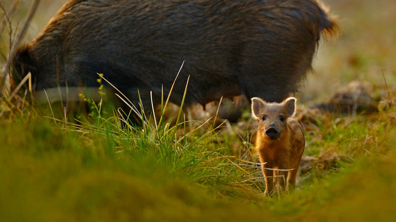 Wild boar and piglet in the Forest of Dean, Gloucestershire, England (© NPL/Minden Pictures)(Bing Canada)