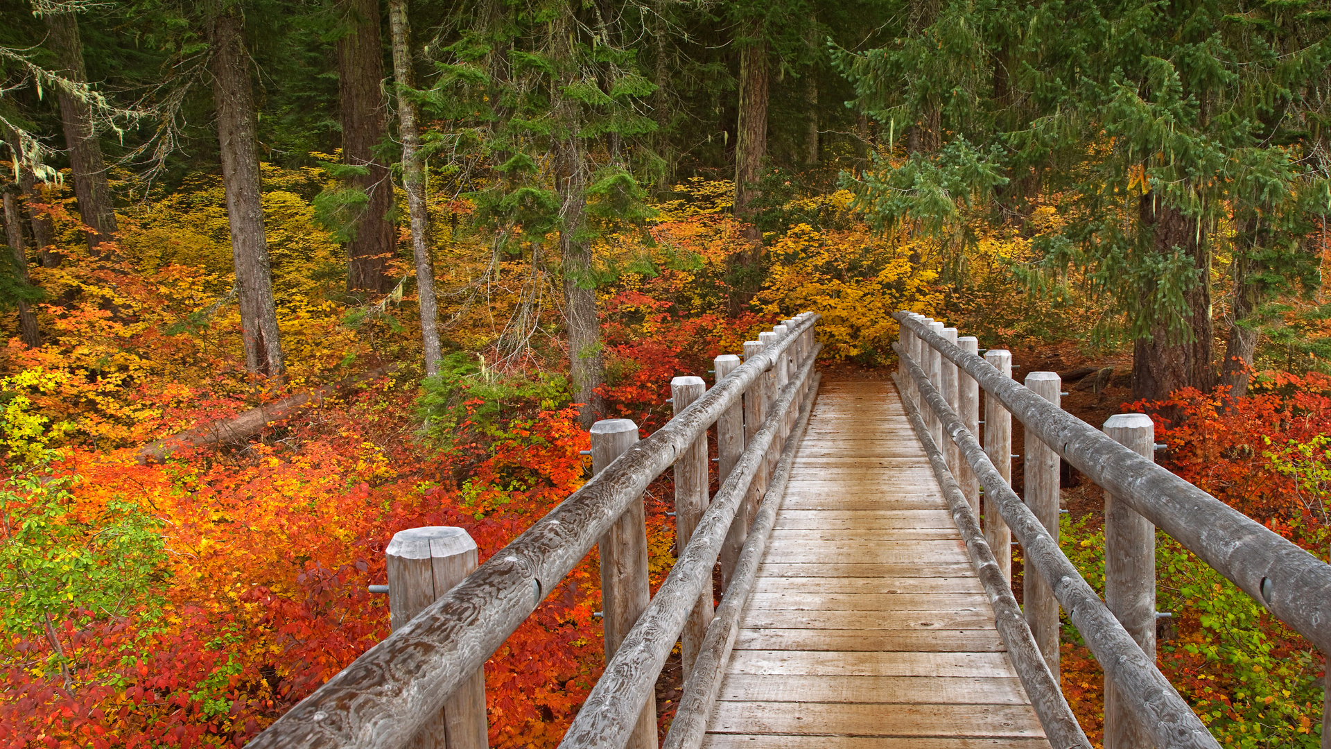 Bridge on the McKenzie River Trail, Willamette National Forest, Oregon (© Don Paulson/Danita Delimont)(Bing United States)