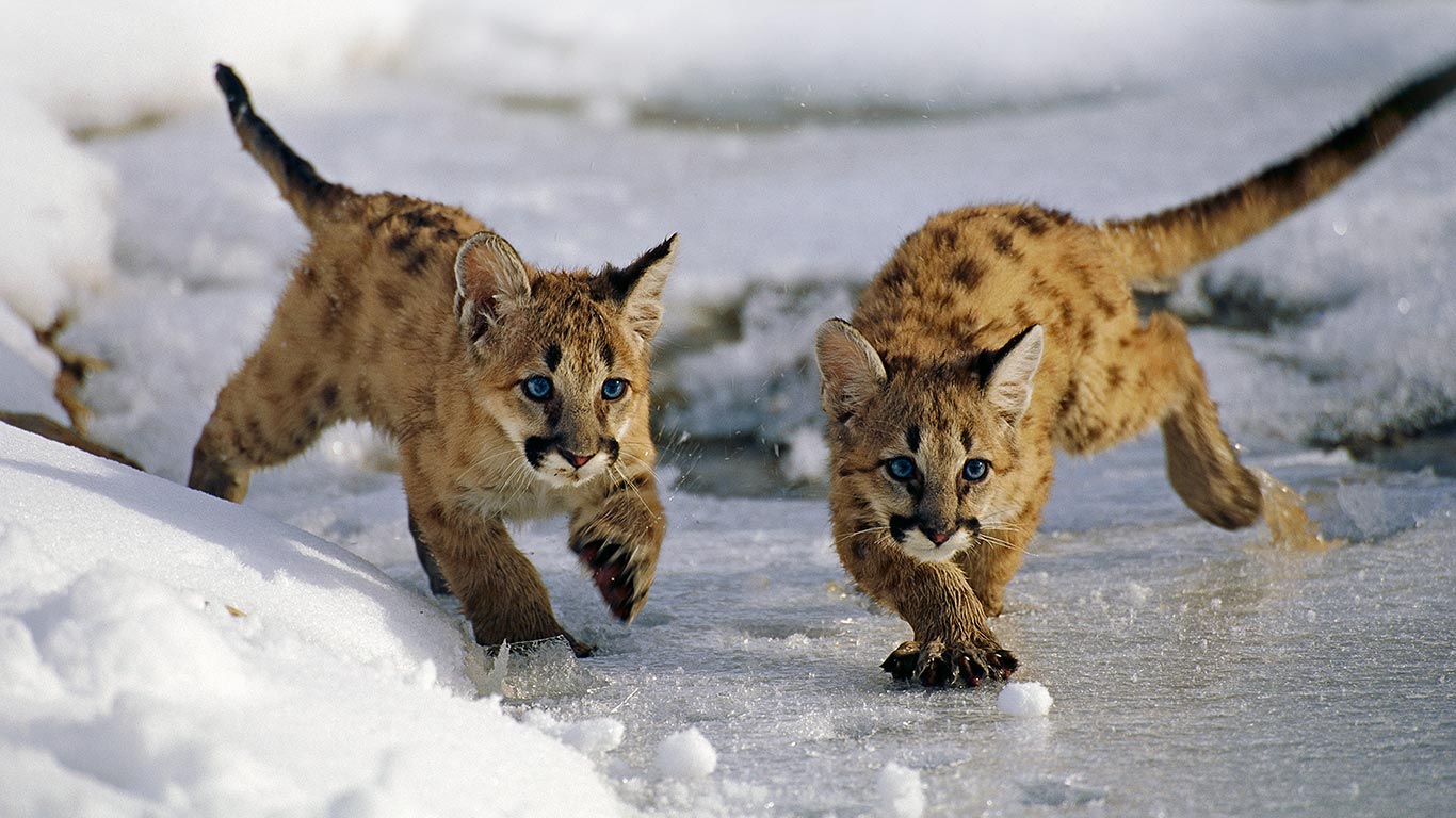 Mountain lion cubs in Utah’s Uinta National Forest (© Kevin Schafer/Minden Pictures)(Bing United Kingdom)