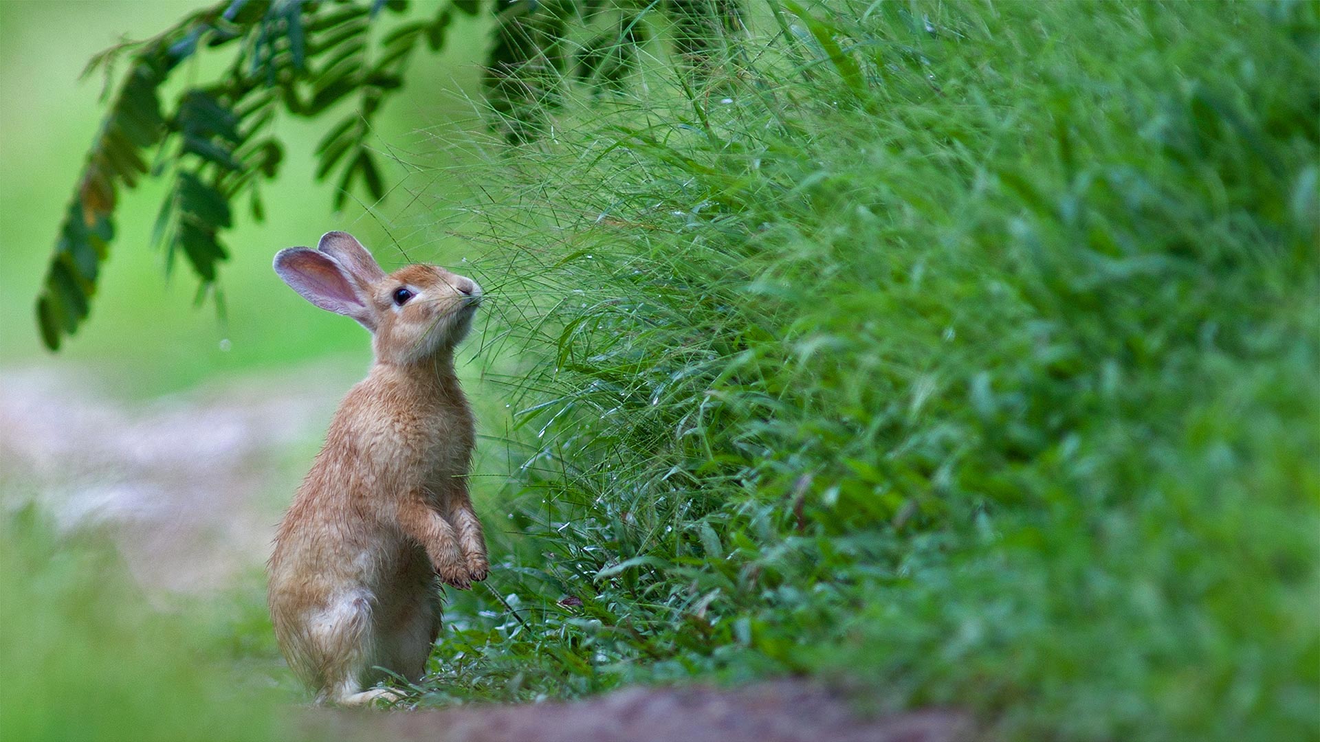 A rabbit in the grass for Easter (© wisan224/Getty Images Plus)(Bing United Kingdom)
