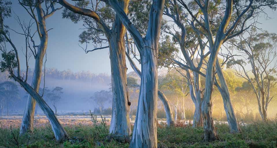 Snow gum trees in Cradle Mountain-Lake St Clair National Park, Tasmania, Australia (© Rob Blakers/Getty Images) &copy; (Bing United Kingdom)