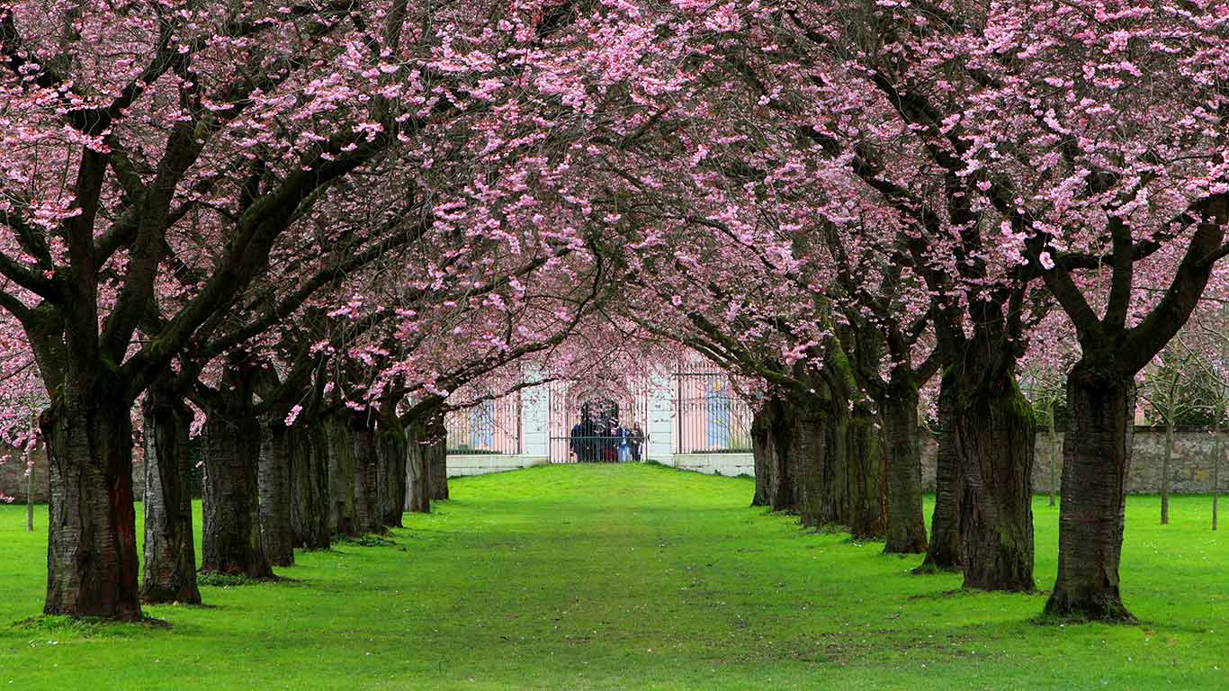 Kirschbaum-Allee im Schlossgarten Schwetzingen, Baden-Württemberg, Deutschland (© blickwinkel/Layer/Alamy)(Bing Deutschland)
